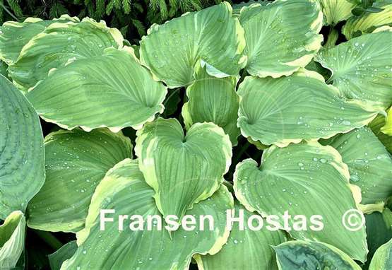 Hosta Lakeside Breaking News